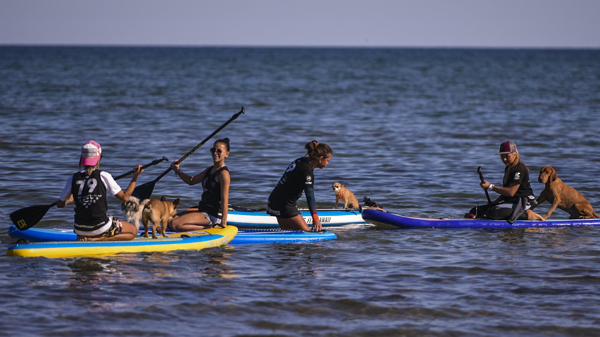 SUP із собаками на воді
